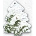 Large Pine Tree Ornament w/ Embedded Austrian Pine Seed